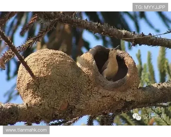鸟栖沙岩与札的奇妙对比探讨自然与人文的交融之美